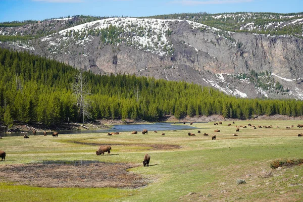 Yellowstone Ulusal Parkı Wyoming 'de çayırda otlayan bizon sürüsü.