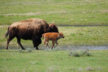 Wyoming 'deki Yellwostone Ulusal Parkı' nda annesinin yanında koşan bizon yavrusu.