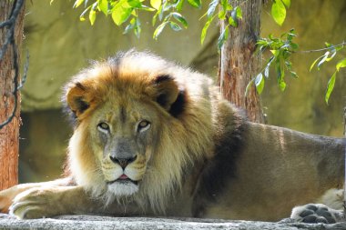 Erkek Afrika Aslanı, Panthera Aslanı, dinlenirken kameraya bakıyor..