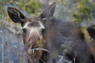 Wyoming 'deki Grand Tetons Ulusal Parkı' nda dişi geyik otluyor.