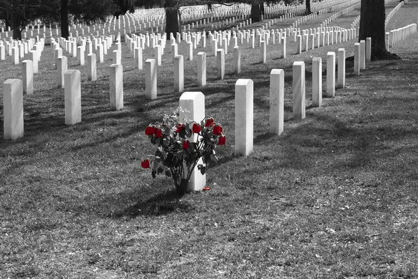 Rows Headstones Arlington National Cemetery Black White Selective Color Some Stock Image