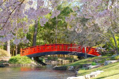 Durham, NC 'deki Duke Gardens' da bahar çiçekli kiraz ağaçları olan bir Japon bahçesinde kırmızı köprü.