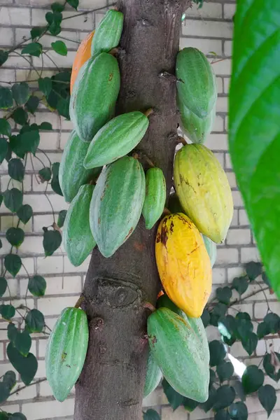 Yellow and green cacao pods on a tree - Theobroma cacao.
