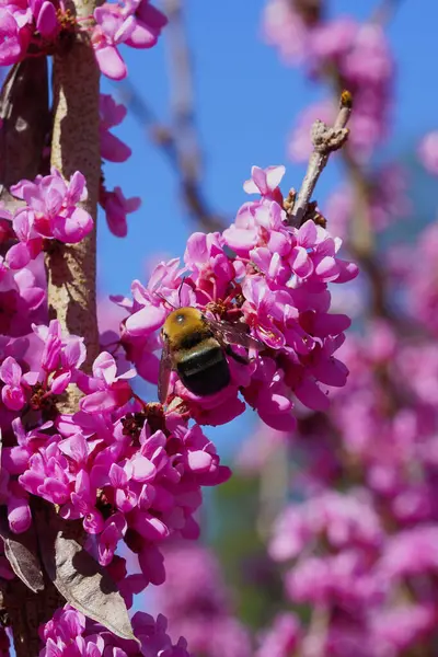 Biene Sammelt Pollen Auf Den Rosafarbenen Blüten Eines Rotbuchenbaums Stockbild