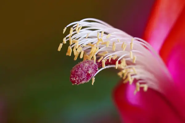 Closeup Christmas Cactus Flower Schlumbergera Bloom Showing Details Stamen Pistil Stock Picture