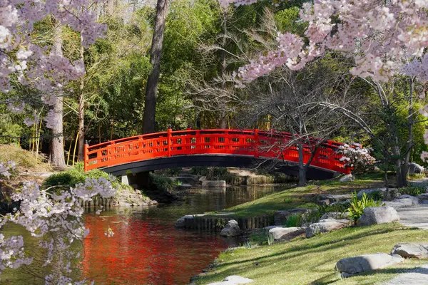 Pont Rouge Dans Jardin Japonais Avec Des Arbres Fleurs Printemps Image En Vente