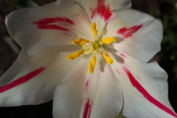 Nahaufnahme Des Zentrums Einer Rot Weißen Tulpenblume Stockbild