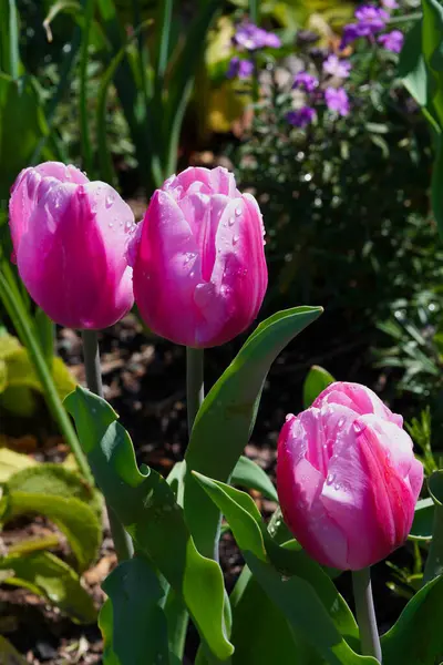 Water Drops Pink Tulip Flowers Garden Stock Photo