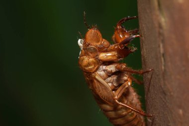 Shell or exuvia left behind after a cicada nymph molts into an adult clipart