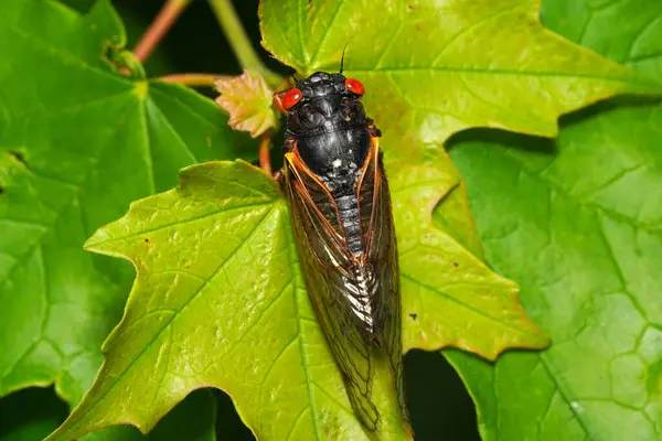 Primer Plano Una Cicada Sobre Una Hoja Árbol Cicada Periódica Fotos de stock