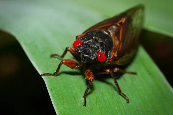 Gros Plan Une Cicada Cicada Périodique Ans Brood Xix Émergeant Photos De Stock Libres De Droits
