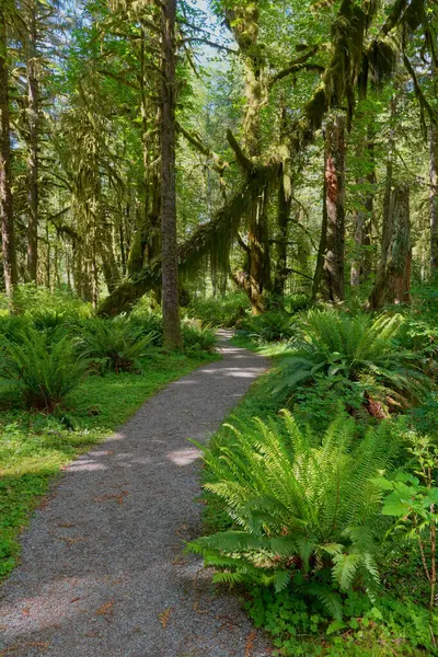 stock image Maple Glade Trail in Quinault Rainforest in Olympic National Park in Washington