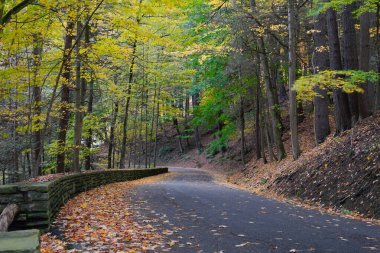 Sessiz Yol Sonbaharda New York 'un kuzeyindeki Orman' dan geçiyor.