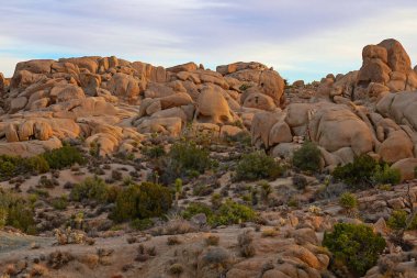 Kaliforniya 'daki Skull Rock bölgesinde Joshua Tree Ulusal Parkı' nda yürüyüş.