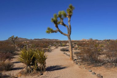 Kaliforniya 'daki Joshua Tree Ulusal Parkı' ndaki Çöl Yolu