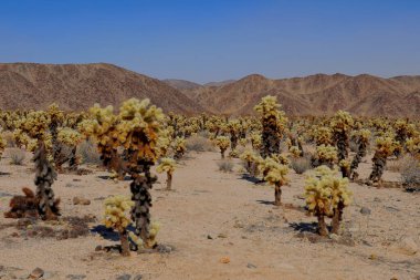 Kaliforniya 'daki Joshua Tree Ulusal Parkı' nda mavi gökyüzünün altında Cholla kaktüsü