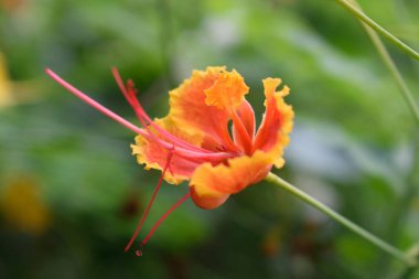 Kembang Merak (Caesalpinia pulcherrima), Afrika ve Asya 'da yetişen bir bitki. kırmızı turuncu ve sarı tavus kuşu çiçekleri yeşil yaprak arka planda