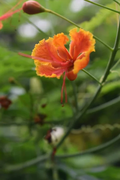 Kembang Merak Caesalpinia Pulcherrima はアジア アフリカ原産の植物です 緑の葉を背景に橙色や黄色の孔雀の花を咲かせ — ストック写真