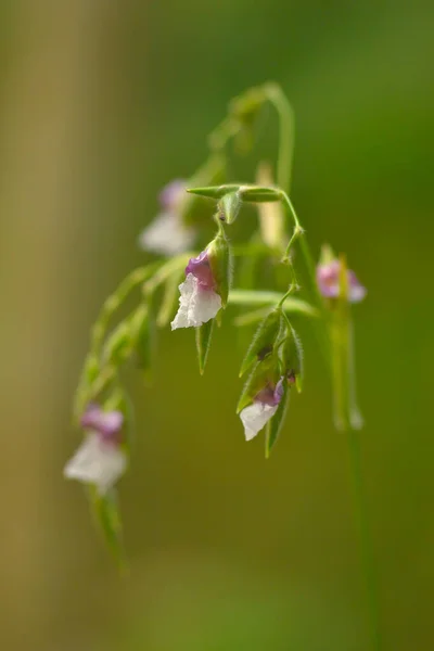アリゲーターフラグ 矢印ルートまたは水カンナとして一般的に知られているタイのGeniculata花の閉じる — ストック写真