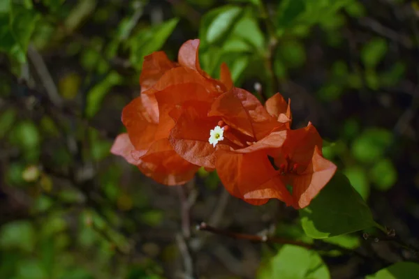 午前中にマクロショット赤いブーゲンビリアの花 — ストック写真