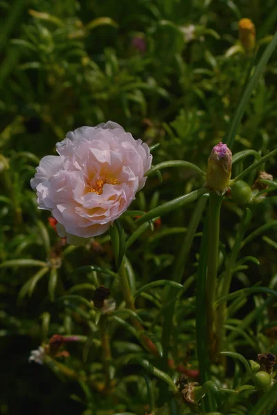 Rosa Cenfolia Var マスコサ 朝9時に開花 美しく見える 葉が尖っているピンクと白 — ストック写真