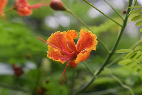 Kembang Merak Caesalpinia Pulcherrima はアジア アフリカ原産の植物です 緑の葉を背景に橙色や黄色の孔雀の花を咲かせ — ストック写真