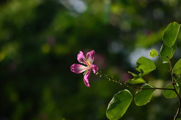 Chongkhoの花は紫色の花です 大きく背の高い茎が人気です 公園の美しいピンクのChongkhoの花 紫色の蘭の木 バウヒニア純粋な 紫色のバウヒニアや香港蘭の木 — ストック写真