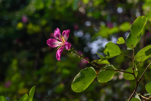 崇贺花是紫色的花 高大的枝干很受欢迎 公园里美丽的粉红重庆花 紫丁香 紫丁香 紫丁香或香港兰花 — 图库照片