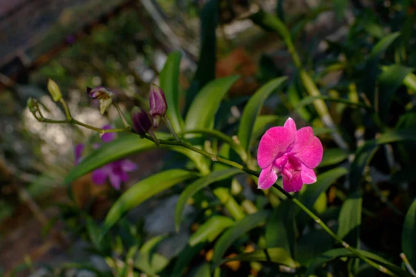 温室内のピンクファラエノシランの花 — ストック写真