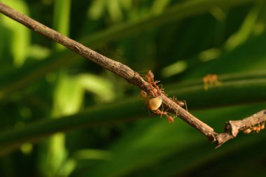 Bahçeye beyaz kurtçukları getirmek için birlikte çalışan kırmızı karıncaların fotoğrafı.