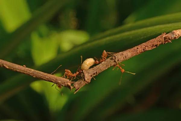 Bahçeye Beyaz Kurtçukları Getirmek Için Birlikte Çalışan Kırmızı Karıncaların Fotoğrafı — Stok fotoğraf