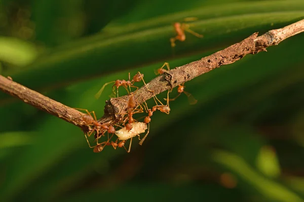Foto Von Roten Ameisen Die Zusammen Weiße Maden Den Garten — Stockfoto