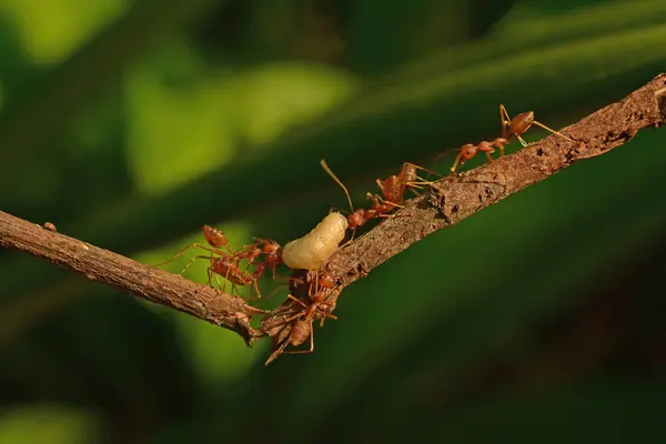 photo of red ants working together to bring white maggots at the garden