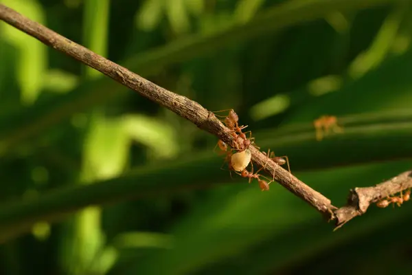photo of red ants working together to bring white maggots at the garden