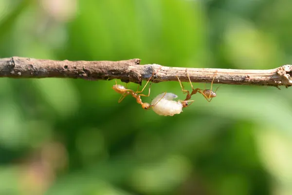 Foto Semut Merah Bekerja Sama Untuk Membawa Belatung Putih Kebun — Stok Foto