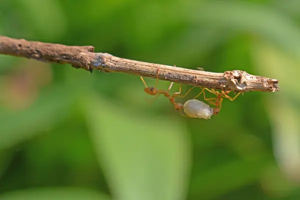 Φωτογραφία Των Κόκκινων Μυρμηγκιών Που Συνεργάζονται Για Φέρουν Λευκά Σκουλήκια — Φωτογραφία Αρχείου