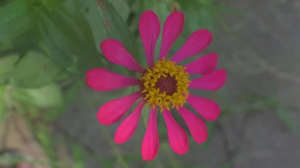 Red Zinnia Flower Garden Morning — Stock Video