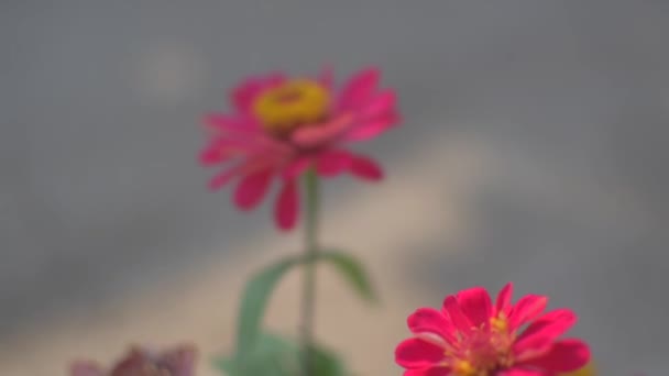 Κόκκινο Λουλούδι Zinnia Στον Κήπο Πρωί — Αρχείο Βίντεο