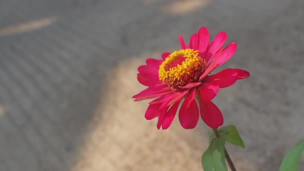 Sabah Bahçede Kırmızı Zinya Çiçeği — Stok video