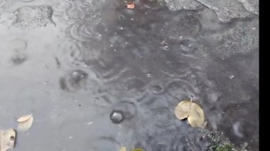 Yağmur damlalarına yakın çekim ıslak bir yüzey üzerinde dalgalanmalar oluşturur ve buna düşen sarı yapraklar eşlik eder. Su damlacıklarının hafifçe sıçrayışı huzurlu ve doğal yağmurlu bir günü yakalar.