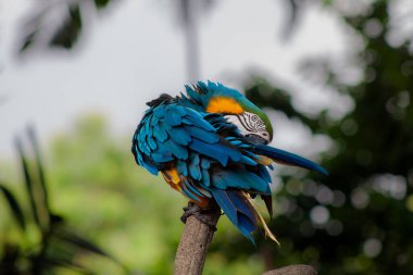 Yeşil bokeh arka planına karşı mavi-sarı papağanın bir fotoğrafı. Yüksek kalite fotoğraf