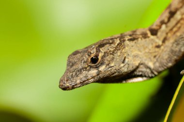 Yeşil arka planda bir kertenkele fotoğrafı. Yüksek kalite fotoğraf