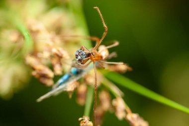 Beyaz çeneli örümceğin yakın plan fotoğrafı. Yüksek kalite fotoğraf