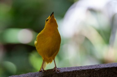 Altın Oriole 'un yeşil Bokeh' e karşı fotoğrafı. Yüksek kalite fotoğraf