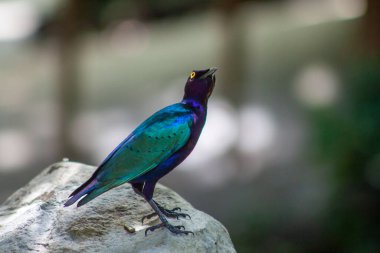 Bokeh ile kayaya tünemiş parlak bir Starling fotoğrafı. Yüksek kalite fotoğraf