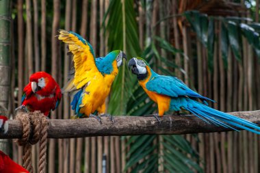 Yeşil bokeh arka planına karşı mavi-sarı papağanın bir fotoğrafı. Yüksek kalite fotoğraf