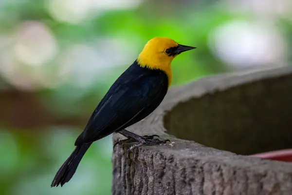 stock image A photo of Yellow headed bird perched on a bin. High quality photo