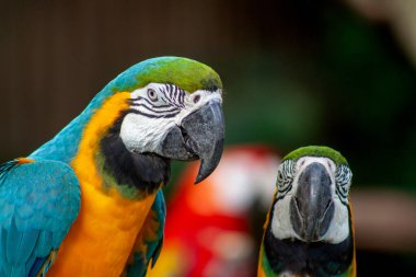 Yeşil bokeh arka planına karşı mavi-sarı papağanın bir fotoğrafı. Yüksek kalite fotoğraf