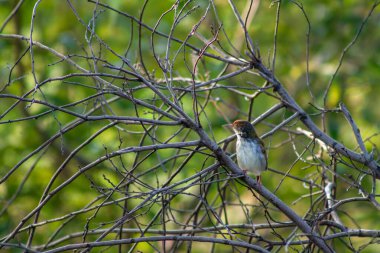 Ağaç dalındaki terzi kuş. Yüksek kalite fotoğraf