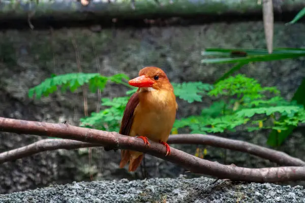 stock image A photo of Ruddy Kingfisher looking straight into the camera. High quality photo